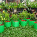REO Nursery Plants