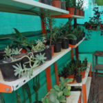 REO Organics Varities of CACTUS