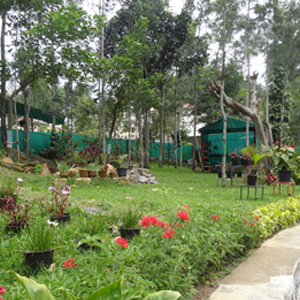 Reo Nursery Cactus Shed